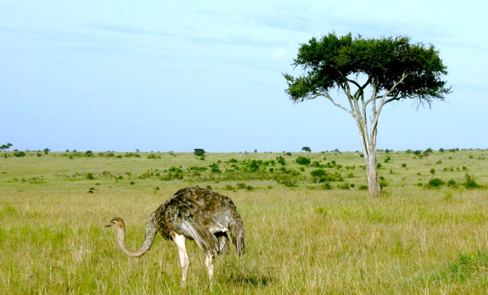 Ostrich on the Masai Mara Ostrich on the Masai Mara (P.Bustin 2008)