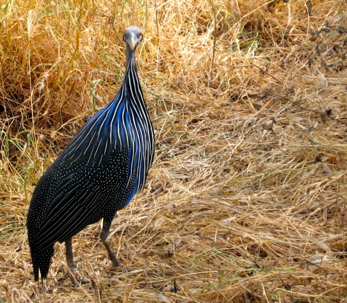 Blue Bird - Samburu (photo credit:Pam Bustin 2005)