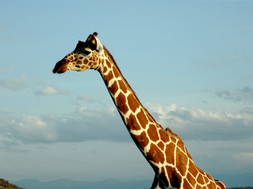 I dream of Jerome the Giraffe