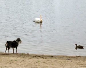 a dog, a duck and a pelican