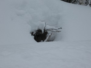 Will Spring ever emerge...?