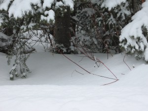 Life keeps thrusting forth...