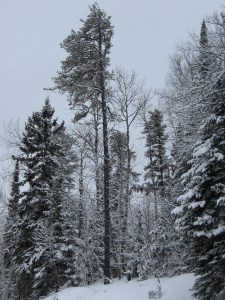 ..such lovely frosting...