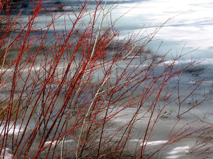 Red...oooh...Red... Ice Going Out last year