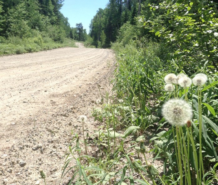 dandelion lane 2014.jpg