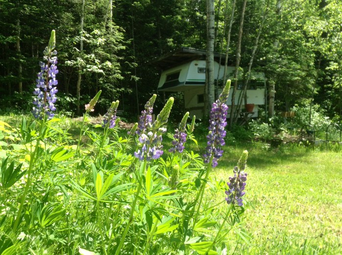 Lupins and Burrow 2014.jpg