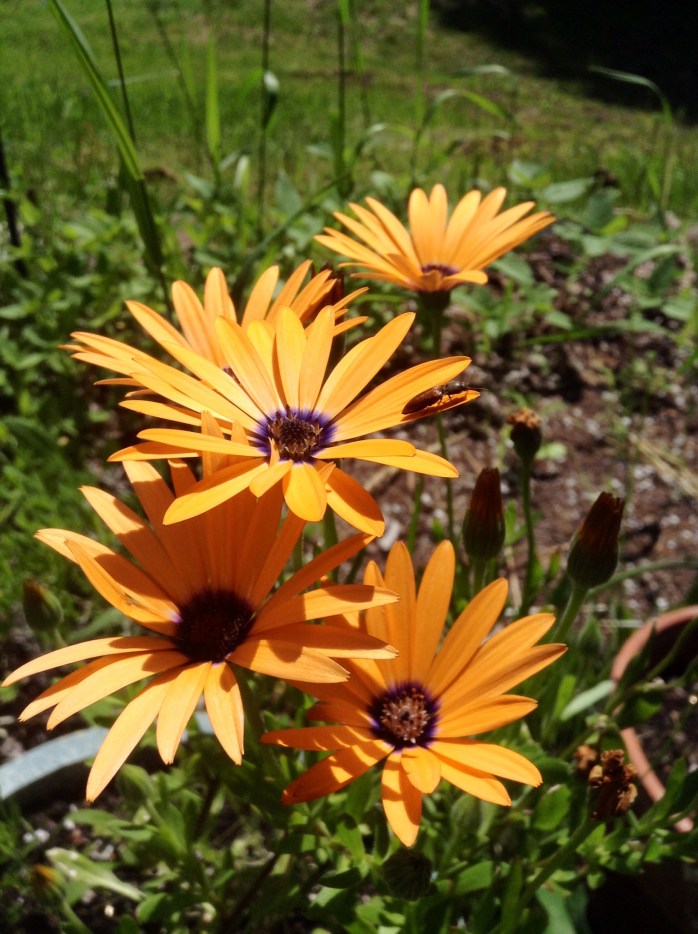 Orange Beauty 2014.jpg