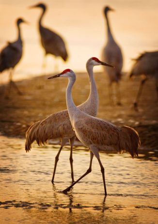 sandhillcranes